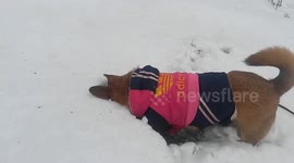 A dog is diving into the snow to hunt someone down, St Petersburg, Russia