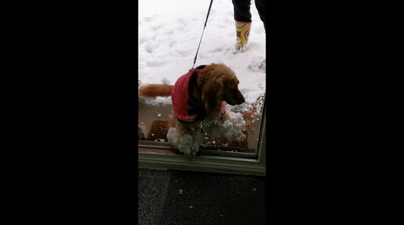 Lottie returning from a walk in fresh snow with snowball on her legs like earrings