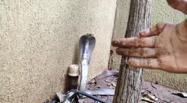 Clever cobra has to be flushed out of hole using garden hose in India