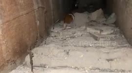 Hamster reappears after living underneath the floorboards for 2 months