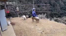 养猪场男子坐猪身上抽烟 猪一动不动