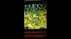 Huge alcohol tank soaked in dozens of animals inside