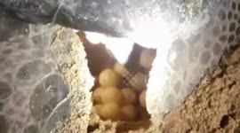 Heartwarming moment endangered green sea turtle successfully lays eggs on beach