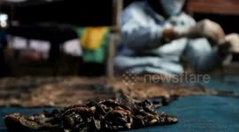 Inside remote Thai village where geckos, leeches, and earthworms are sent to China to be eaten