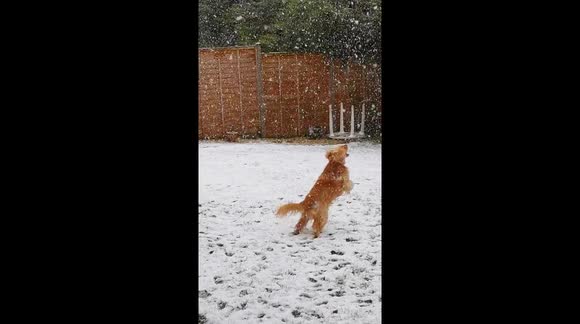 Lottie dog playing in the snow