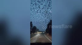 Massive flock of crows hover above Chinese city