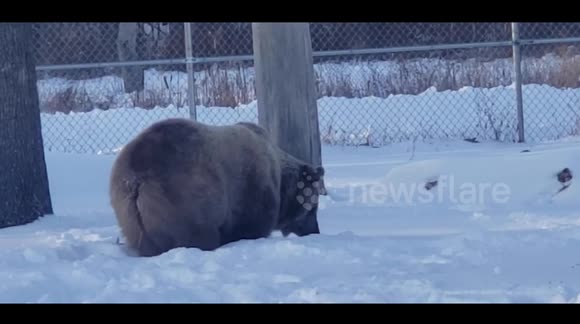 Jenny, the Syrian brown bear enjoying the recent snowfall.