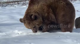 Jenny and Amy, syrian brown bears, wrestling and playing in the snow