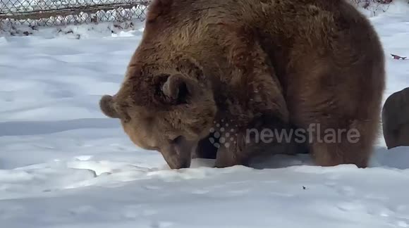 Jenny and Amy, syrian brown bears, wrestling and playing in the snow