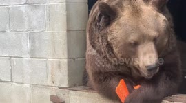 Leo, the syrian brown bear, eating his carrot might be the cutest thing you see all day!