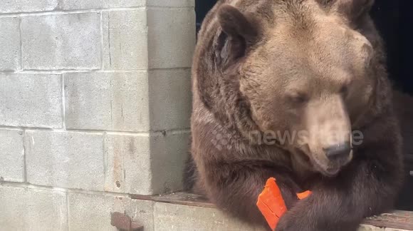 Leo, the syrian brown bear, eating his carrot might be the cutest thing you see all day!