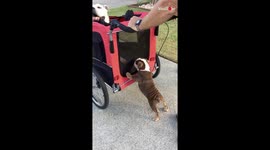 Lil Bulldog Puppy Wants to Help Push Stroller