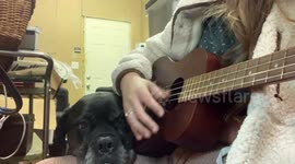 Heart-wrenching moment dog remembers deceased owner as granddaughter plays familiar song on guitar