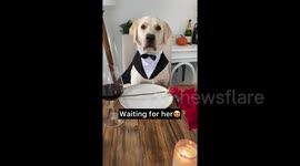 The Barkchelor: Labrador dressed in tuxedo is nervous for dinner date