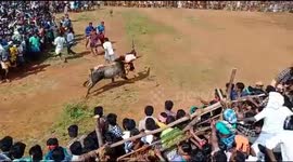 A bull climbs above the barricade and stamped the audience who gathered to view the bull taming event in Tamilnadu