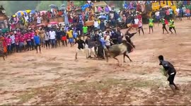 The video shows the owner of the bull thrown into air by the bull that he raised for years in Tamilnadu
