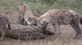 At home with the Hyaenas – with cubs nursing and playing