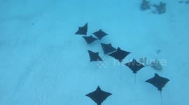 Flight of eagle rays swimming in crystal clear waters of Bora Bora