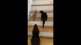 Otters teaching kitten how to climb the stairs