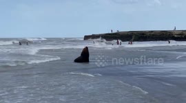 Sea lion visits a beach and generates the surprise of tourists in Argentina