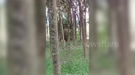 Elephant dies after raiding school grounds and being shot with an ‘overdose from a tranquillizer gun’