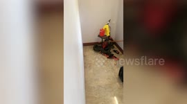 Woman finds MONITOR LIZARD breaking into her house climbing through window