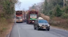 Elephant stops trucks to steal trunk-fulls of freshly harvested sugarcane