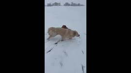 Snowy UK days won’t stop the fun