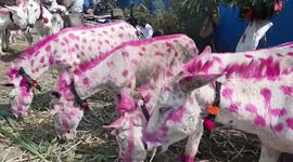 Traditional donkey fair organized on special occasion in western India