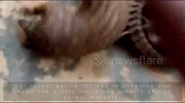 Watch heartwarming moment pangolins are released back into the wild after being rescued from wet market