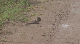 Eyes too big for its stomach? Boomslang snake tries to catch huge bullfrog