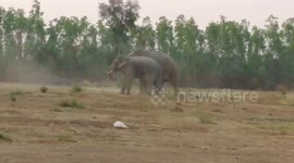 Aggressive male elephant defeated by younger upstart who wins mating rights to herd’s female