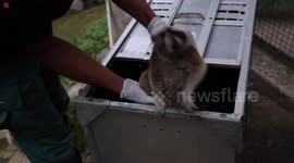 Moment 30 slow lorises are released into wild in socially-distanced mission after being cruelly kept as pets