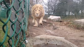 White Lion Charges Videographer