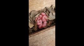 Cute Baby Mice in the nest. Found at Kitchen windows in my house.