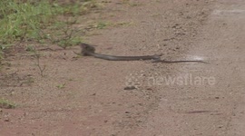 Eyes too big for its stomach? Boomslang (Tree Snake) tries to catch huge Bullfrog. Slo-mo version.