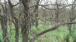 Emperor Moth caterpillars devastate Mopane woodland In Kruger Park