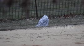 US: Rare Sighting Of Snowy Owl In NYC Central Park Delights Onlookers 3