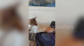 This is the adorable moment a puppy attempts to make a friend with his own reflection in a mirror.