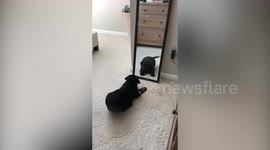 This is the adorable moment a puppy attempts to make a friend with his own reflection in a mirror