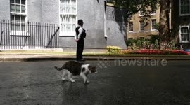 Larry the Cat @Number10cat