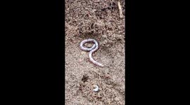 Struggling to escape