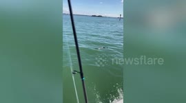 Rattlesnake Seen Swimming In The Sea In Florida