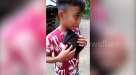 Boy called Robin rescues wild bat and names it 'Batman'