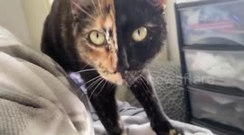 Splitty-kitty! Cat has two equal halves of its face in different colours