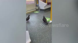 'Lazy' pigeons ride train in Australia