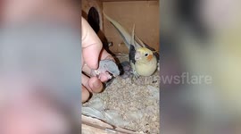 Pet cockatiel protects baby mice like they are her own babies