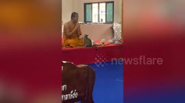 Pet cat tries to distract Buddhist monk in prayer