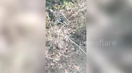Forest officials rescue leopard trapped in wire snare in central India