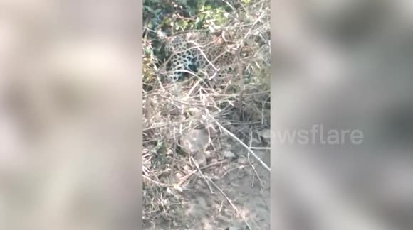 Forest officials rescue leopard trapped in wire snare in central India ...
